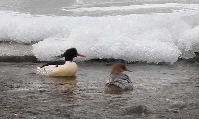 Scaly-sided Mergansers
